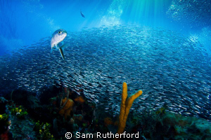 Bait ball against a backdrop of deep blue sea and sun rays by Sam Rutherford 
